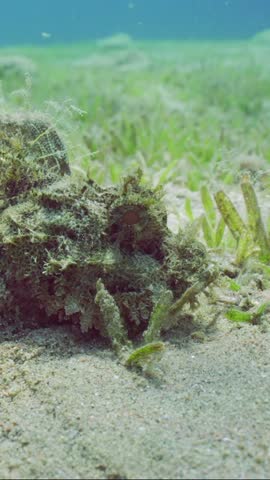 Vertical video, Close up of Bearded Scorpionfish (Scorpaenopsis barbata) lies cuddled up against stone on sandy bottom covered with green algae Smooth ribbon seagrass (Cymodocea rotundata)