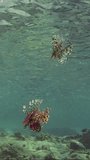 Vertical video, Pair of Common Lionfish or Red Lionfish (Pterois volitans) hunts on school of small fish in shallow water in coastal zone, slow motion.