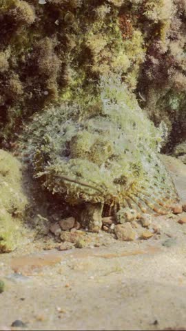 Vertical video, Closeup of Tassled Scorpionfish or Small-scaled Scorpionfish (Scorpaenopsis oxycephala) lies under rock reef on sunny day in sunbeams, Slow motion