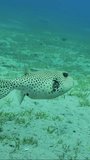Vertical video, Blackspotted Puffer or Star Blaasop (Arothron stellatus) swims over sandy bottom covered with green sea grass on sunny day, Slow motion