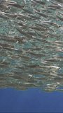 Vertical video, A continuous stream of Hardyhead Silverside fish swimming in bright sunny day in sunburst below the surface, slow motion