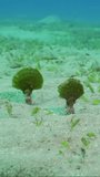 Vertical video, Solitary fan green seaweed (Avrainvillea erecta) on sandy bottom in daytime, Slow motion, Camera moving forwards approaching the the algae
