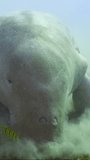 Vertical video, Front side of Dugong or Sea Cow (Dugong dugon) accompanied by school of Golden Trevally fish (Gnathanodon speciosus) eating Smooth ribbon seagrass (Cymodocea rotundata) on seagrass bed