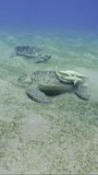 Vertical video, Top view, Sea Turtle swims over the seabed covered with algae, Slow motion. Elderly male of Great Green Sea Turtle (Chelonia mydas) with Remorafish on its shell swims over seabed