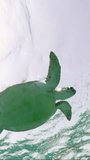 Vertical video, Green Sea Turtle (Chelonia mydas) swims under surface of water and scratches its head with flipper, Bottom view, Slow motion
