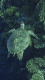 Vertical video, Top view of Sea Turtle swim along the coral reef, Follow shot. Hawksbill Sea Turtle or Bissa (Eretmochelys imbricata) swims over coral reef, Slow motion