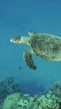 Vertical video, Close-up of Sea Turtle swim along the coral reef in the blue water on suny day. Slow motion, Hawksbill Sea Turtle or Bissa (Eretmochelys imbricata) swims above coral reef  