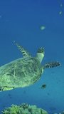 Vertical video, Close-up of Sea Turtle floating in the blue water on suny day. Slow motion, Portrait of Hawksbill Sea Turtle or Bissa (Eretmochelys imbricata) swimming in the blue Ocean in sunrays