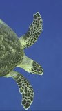 Vertical video, Top view, Hawksbill Sea Turtle or Bissa (Eretmochelys imbricata) swims down to to the seabed in the blue water in sunrays, Slow motion. Close-up of Sea Turtle dives to the blue depth