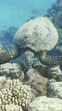 Vertical video, Sea turtle eating coral in sunrays, slow motion. Close-up of Hawksbill Sea Turtle or Bissa (Eretmochelys imbricata) feeds on hard corals on top of a beautiful tropical reef, Close-up