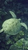 Vertical video, Top view of Sea turtle swims along the coral reef, Slow motion. Great Green Sea Turtle (Chelonia mydas) swimming next to a coral reef, High-angle shot