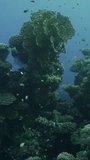 Vertical video, Beautiful coral reef in rays of the morning, Slow motion. Colorful tropical fish swims above soft and hard corasat sunrise. Camera moves sideway to the left side along the reef