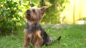 A Yorkshire Terrier dog sits and lies down against a background of green bushes and grass in summer. 4k video.