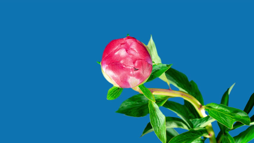 Red Peony Open Flower in Time Lapse on a Blue Background. Wedding Concept. Side View on Pink Flower with Yellow Stamens Royalty-Free Stock Footage #3452533799