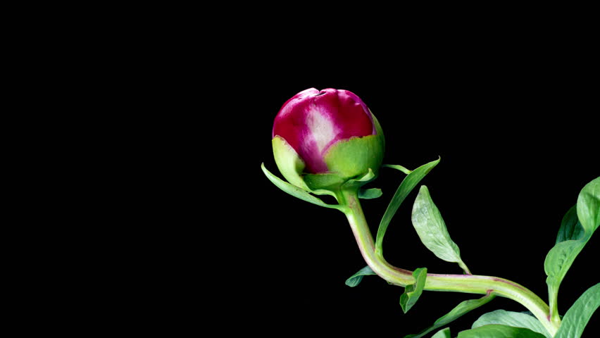 Red Peony Open Flower in Time Lapse on a Black Background. Wedding Concept. Side View on Pink Flower with Yellow Stamens Royalty-Free Stock Footage #3452535301