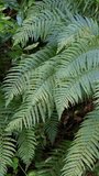 The video shows a dense patch of ferns. Vertical video. pano
