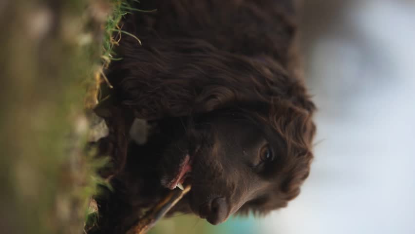 Young English Cocker Spaniel. Young dark brown English Cocker Spaniel lying on the grass and nibbling on a wooden stick. A English Cocker Spaniel lies on the grass in the park and gnaws on a stick. Royalty-Free Stock Footage #3452601421