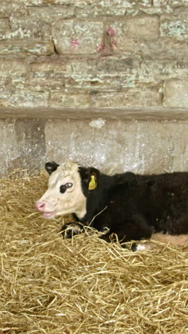One small calve are lying on straw in the cowshed. Livestock farm, livestock breeding. Vertical video.