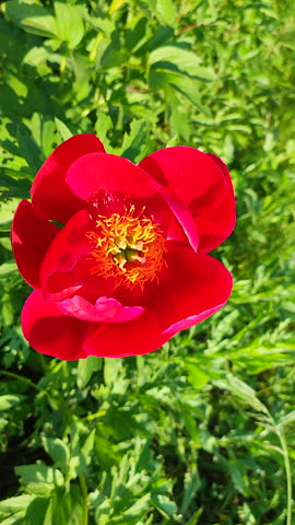 Large big peony flower with large petals of red color, yellow stamens and green leaves close-up. Beautiful blossoming Peony flower. Flower peony blossom in spring on flowerbed in park garden Vertical Royalty-Free Stock Footage #3452628181