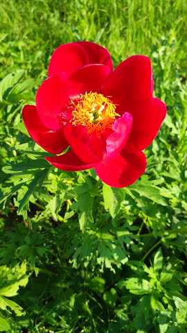 Large big peony flower with large petals of red color, yellow stamens and green leaves close-up. Beautiful blossoming Peony flower. Flower peony blossom in spring on flowerbed in park garden Vertical Royalty-Free Stock Footage #3452629715