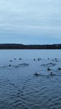 Wild ducks flying over the water surface. Groups of birds descending on water and then rising again. Cloudy sky and grey water background. Vertical video.