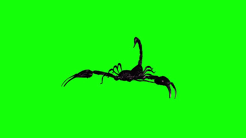 Black Scorpion - Fighting Loop - II - Front View Close Up - Realistic 3D animation isolated on green screen