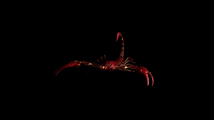 Bloody Golden Scorpion - Aggressive Fight Loop - II - Side Angle View CU - Realistic 3D animation isolated on transparent background with alpha channel