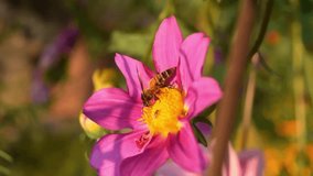 4k footage of honey bee on pink Dahlia Imperialis. Honey bee sucking nectar from pure white blooms. Vertical video of honey bee on Dahlia imperialis or Pink flower of Bell tree dahlia. Pollination.