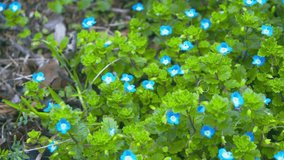 Little blue wild flowers all around.