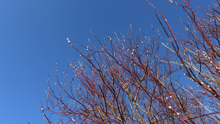 Spring blossom of willow. Blooming willow branches with pussies under blue sky. March background. Springtime wallpaper. Nature outdoors. Sunny. film grain pixel texture. soft focus. blur. live camera