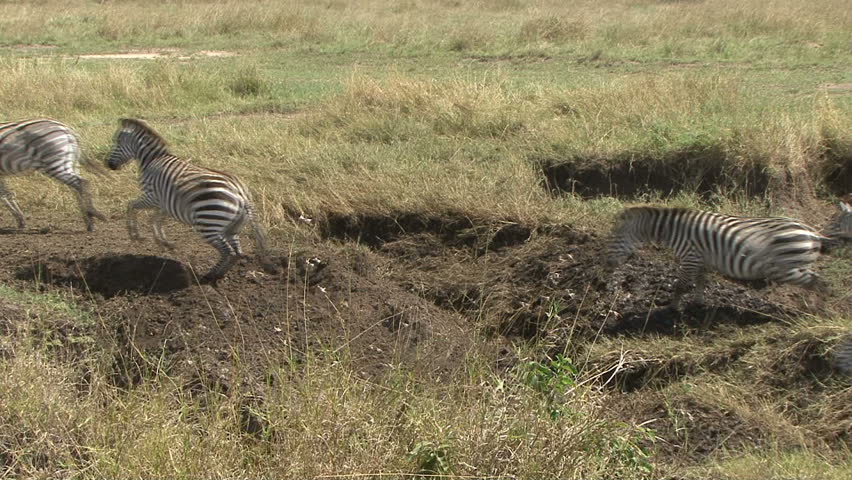 Zebra jump a washout in the Masai Mara - Kenya, Africa.  