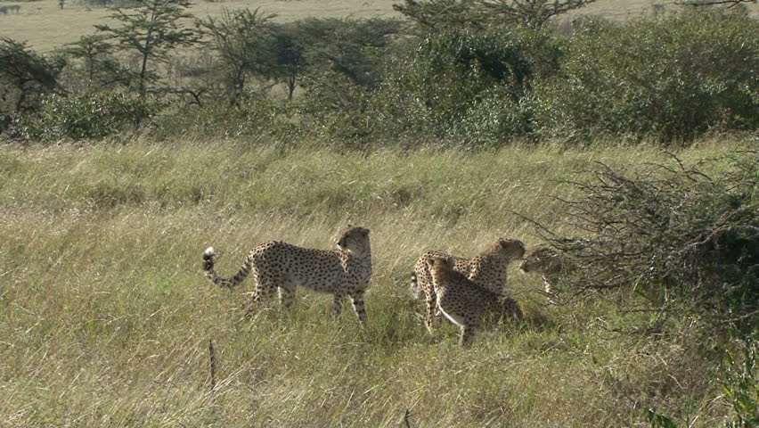 Three cheetah interact over a female cheetah they are following in the Masai
