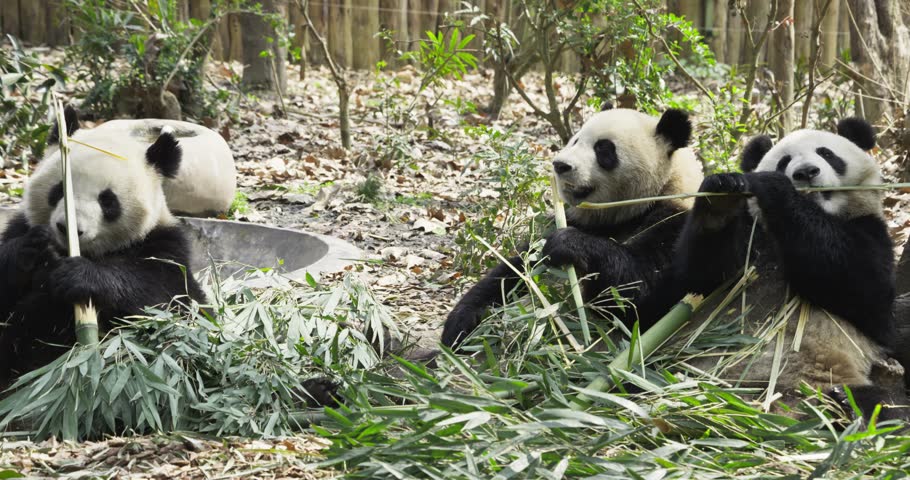 three giant panda bears sitting on the ground eating bamboo together
