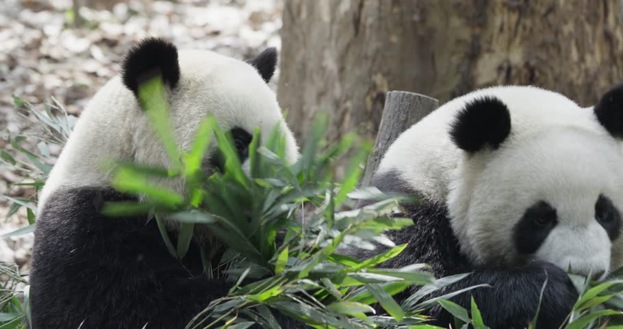 giant panda bears eating bamboo leaf lying on the ground outdoor in slow motion