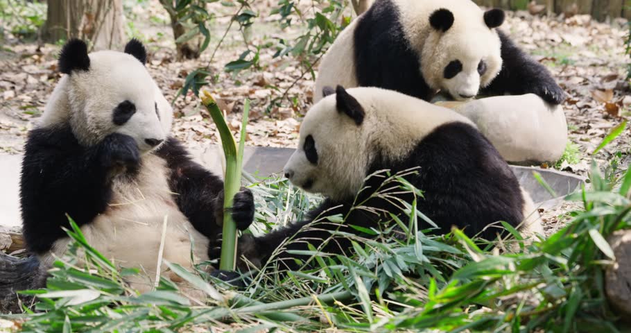 giant panda bears eating bamboo leaf lying on the ground outdoor in slow motion