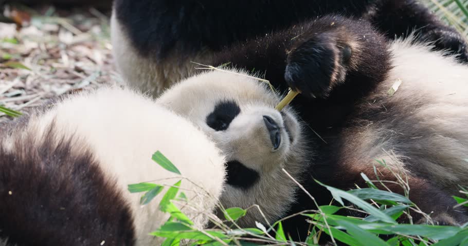 giant panda bears eating bamboo leaf lying on the ground outdoor in slow motion
