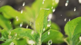 Drops of water on green sprouts. Raindrops are watered irrigate fertile soil plants.Watering plants in the field. The concept of organic agriculture. Irrigation of plants in fertile soil in the field - Powered by Shutterstock - Get 15% off with code: PIKWIZARD15