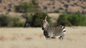 A Cape mountain zebra (Equus zebra) standing in open grassland, Mountain Zebra National Park, South Africa