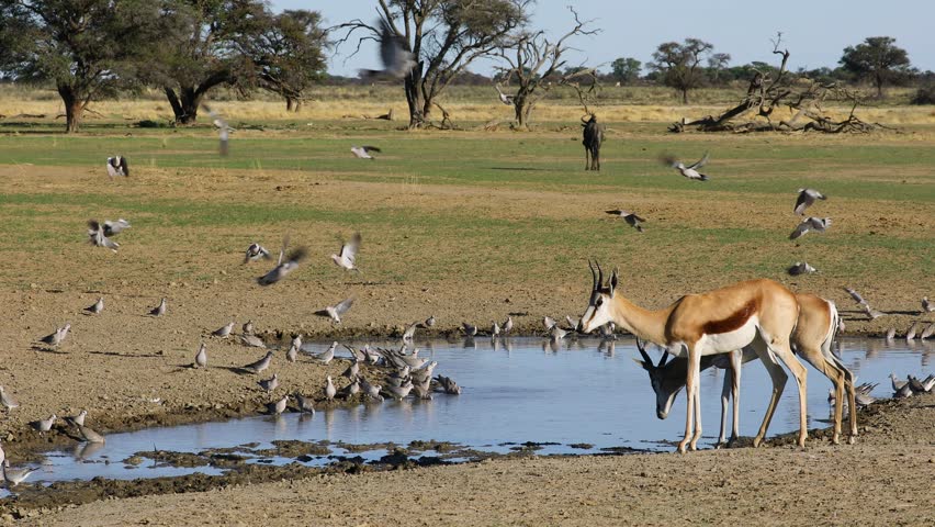 Cape turtle doves (Streptopelia capicola) and springbok antelopes at a waterhole, Kalahari desert, South Africa