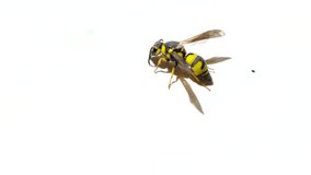 Wasp, scientific name Euodynerus variegatus, Euodynerus curictensis, isolated on white background zoom in