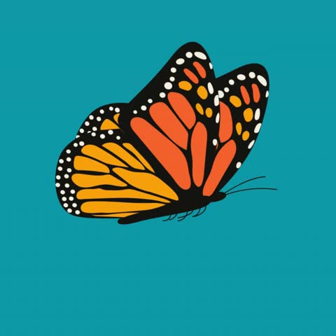 butter fly vector  mp4 video 