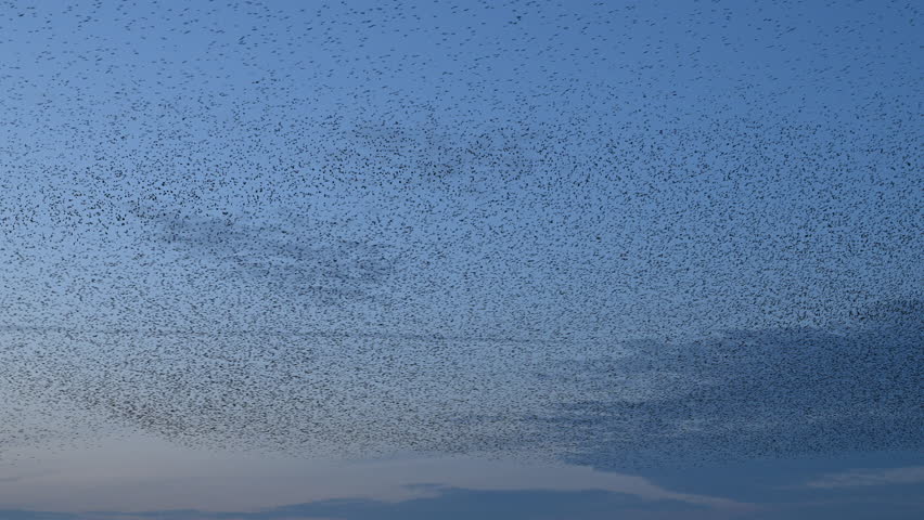 Starling birds murmuration in a cloudy sky during sunset at the end of a winter day. Huge groups of starlings (Sturnidae) in the sky that move in shape-shifting clouds before the night.