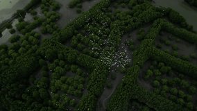 stork, flying to the forest, river, aerial view, 4k video