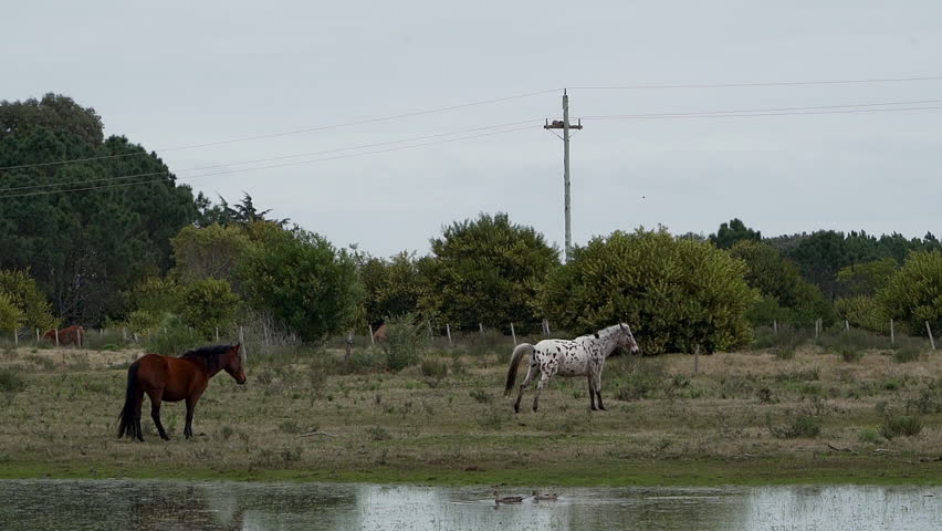 Horse grazing and standing in deep water in a swamp area near Cabo Polonio in Uruguay.