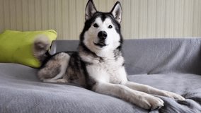 The dog is lying on the couch and does not want to leave. Close-up of a beautiful big dog. Funny video with Alaskan Malamute. Cute video of a pet having fun.