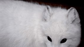 Close up of white fox with blue eyes, polar fox or artic fox in snow den. 4k cinematic raw slow motion wildlife video
