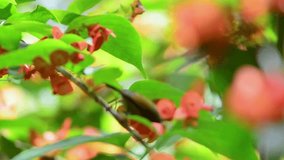 Watch the video of the Green-tailed Sunbird delicately searching for and sipping honeydew from flower blossoms, showcasing its graceful feeding behavior.