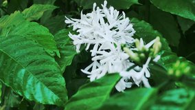 White coffee flowers blooming on coffee plants season and green coffee leaves. close-up,4k video