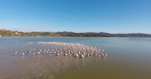 Aerial Video of Flamingos in Natural Habitat. Drone camera slowly approaching to the calm lake. Cinematic footage, 4k.