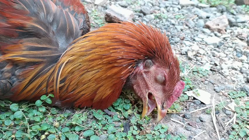 The rooster is dying due to disease stock footage.
